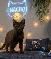 An adult medium-sized male Domestic Short Hair cat named Nino FKA First World for adoption in West Chester, PA