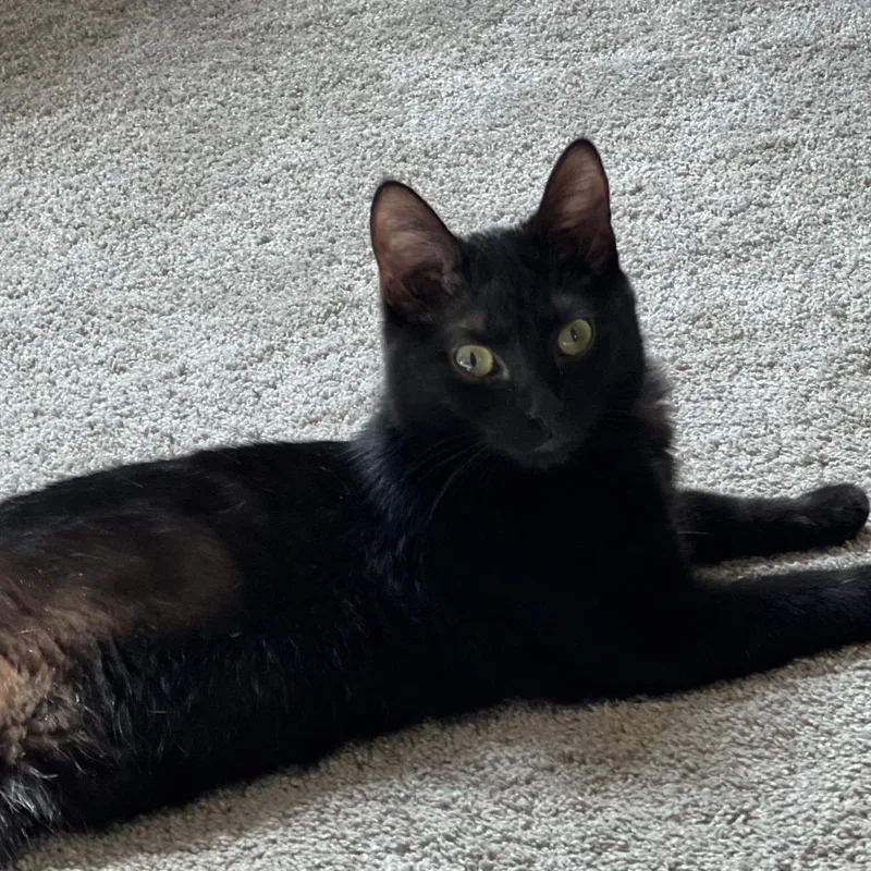 An adult small-sized female Black Domestic Short Hair cat named RiRi for adoption in Reisterstown, MD