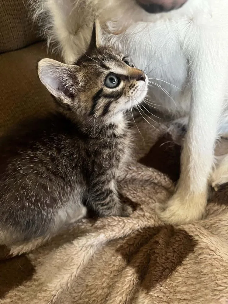 A baby small-sized male Black Domestic Short Hair cat named Kickapoo for adoption in Shawnee, OK