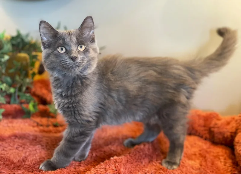 A baby medium-sized female Gray / Blue / Silver Domestic Long Hair cat named Brandi for adoption in Taylor, MI