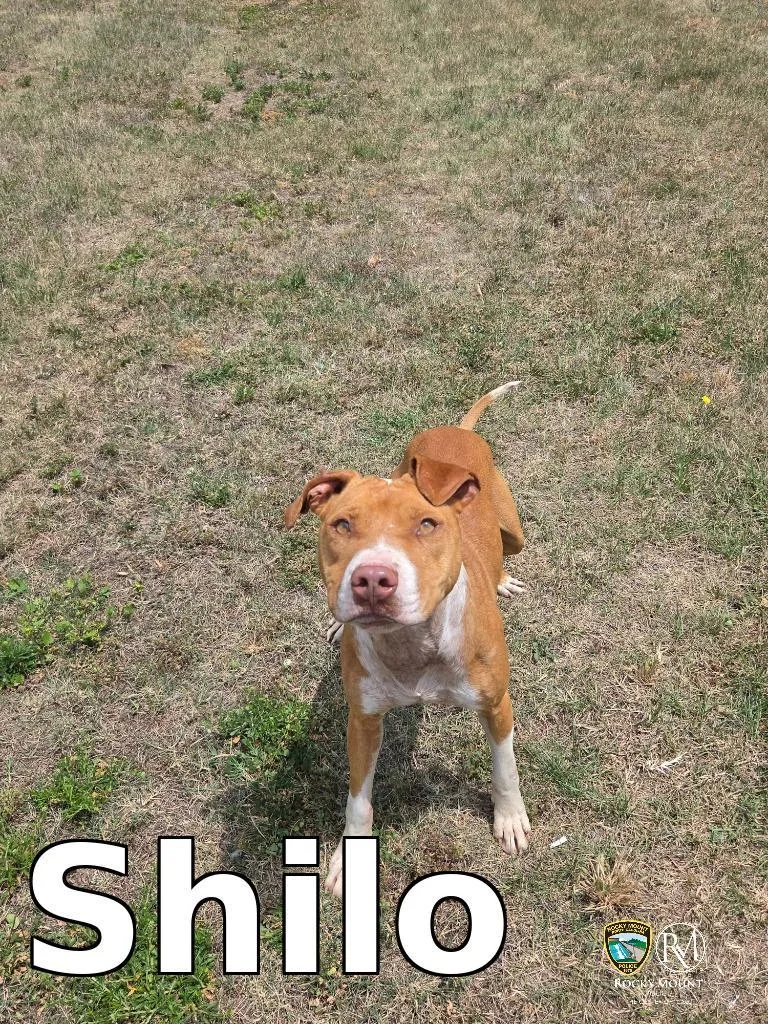 An adult medium-sized male Pit Bull Terrier dog named Shilo for adoption in Rocky Mount, NC