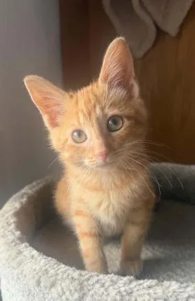 A baby medium-sized male Black Domestic Short Hair cat named Bob for adoption in Battle Creek, MI