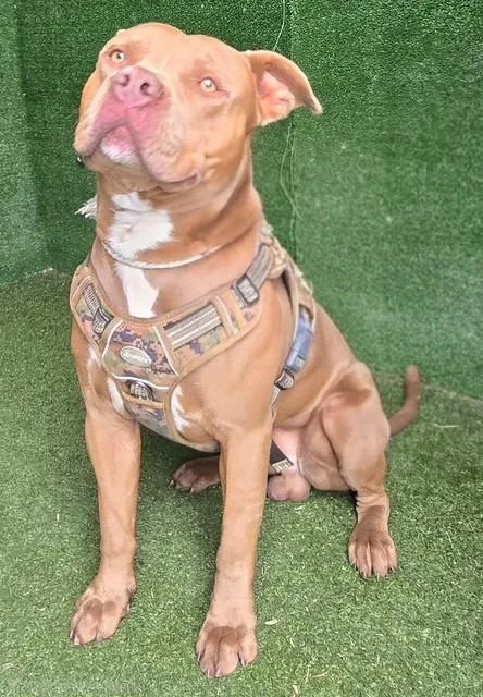 A young large-sized male Staffordshire Bull Terrier dog named Whiskey for adoption in Lancaster, CA