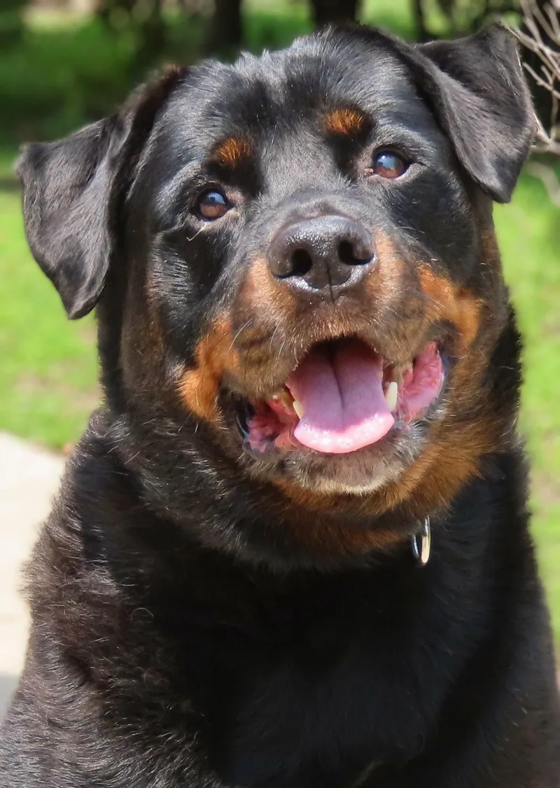 An adult extra large-sized male Black Rottweiler dog named Rex for adoption in Amityville, NY
