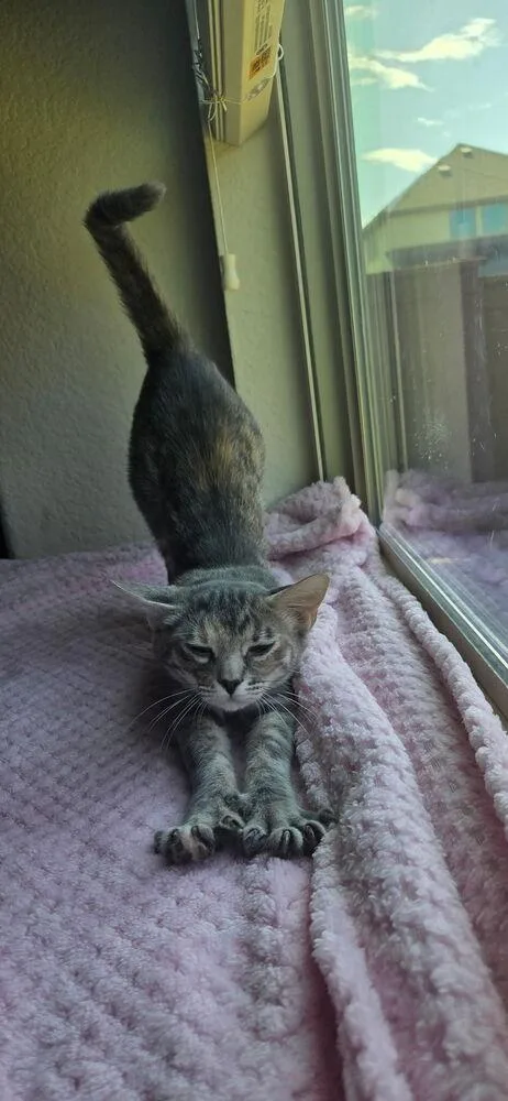 A baby small-sized female Domestic Short Hair cat named KeeKee Cutie for adoption in Dallas, TX