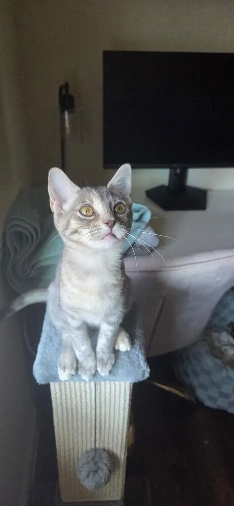 KeeKee Cutie thumbnail 2