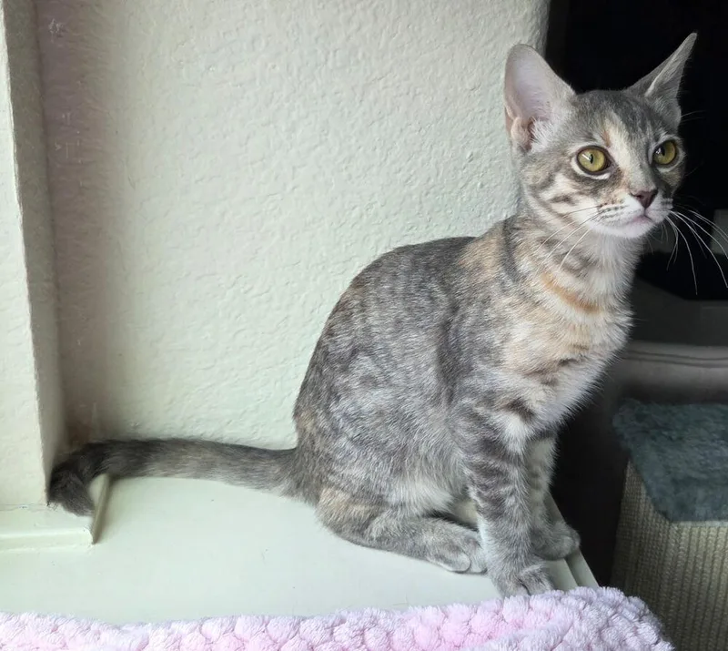 KeeKee Cutie thumbnail 3