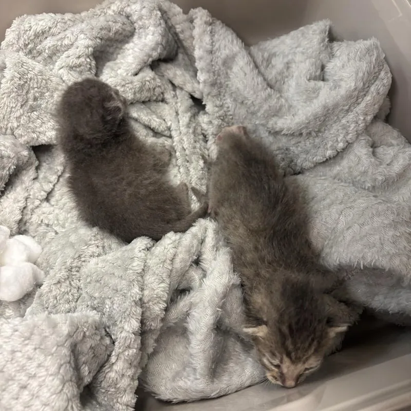 A young small-sized female Gray / Blue / Silver Domestic Short Hair cat named Cricket for adoption in Westminster, CA