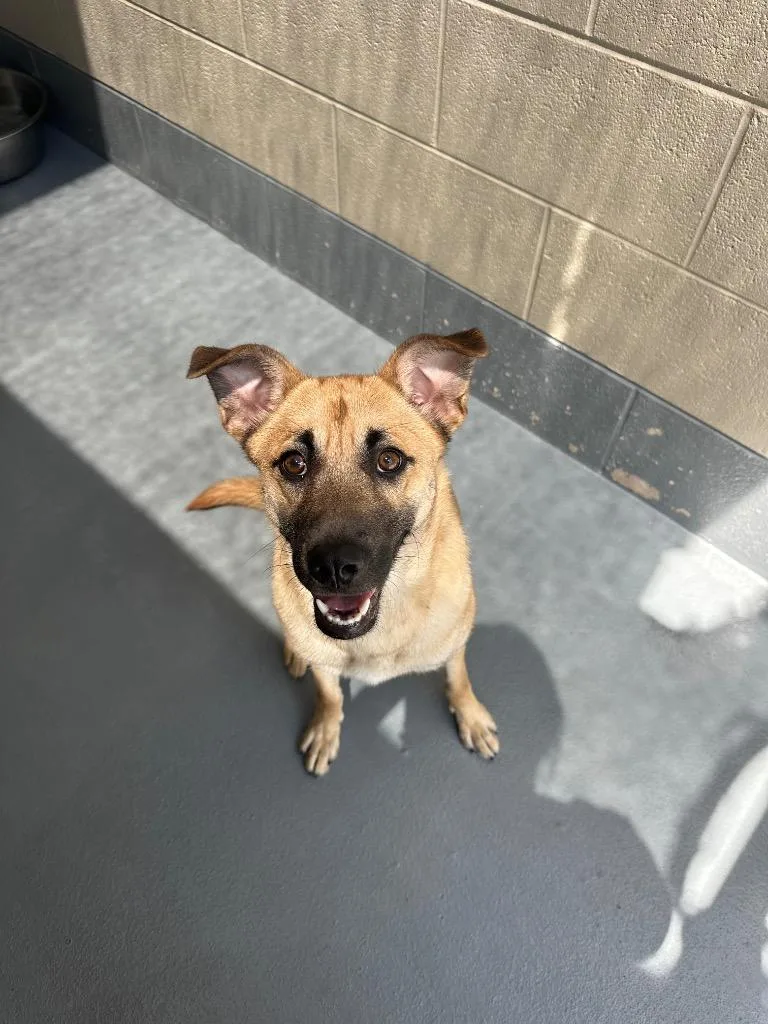 A baby medium-sized female Shepherd dog named Corina for adoption in Johnson City, TN
