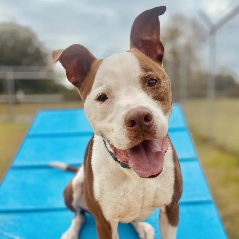 Tyson
