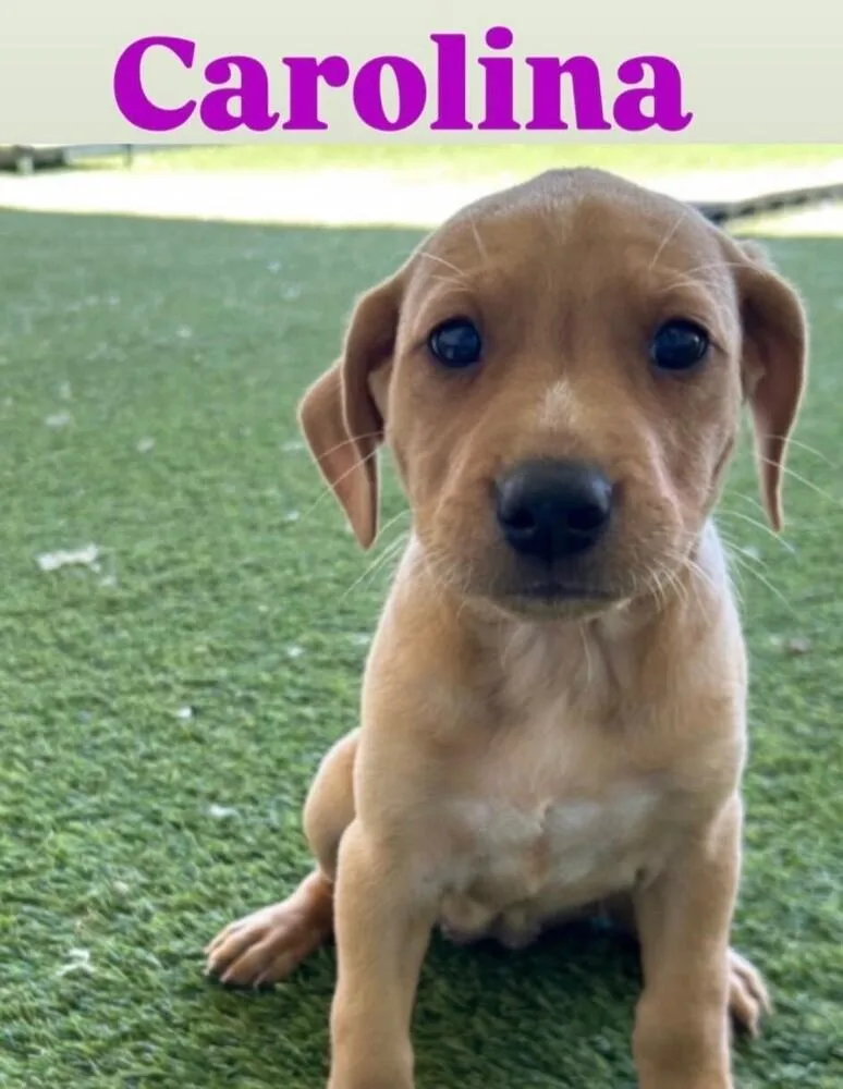 A baby small-sized female Mixed Breed dog named Carolina for adoption in Long Island City, NY