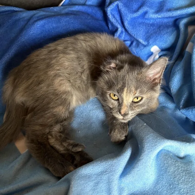 A baby small-sized female Domestic Long Hair cat named Ryobi for adoption in Springfield, IL