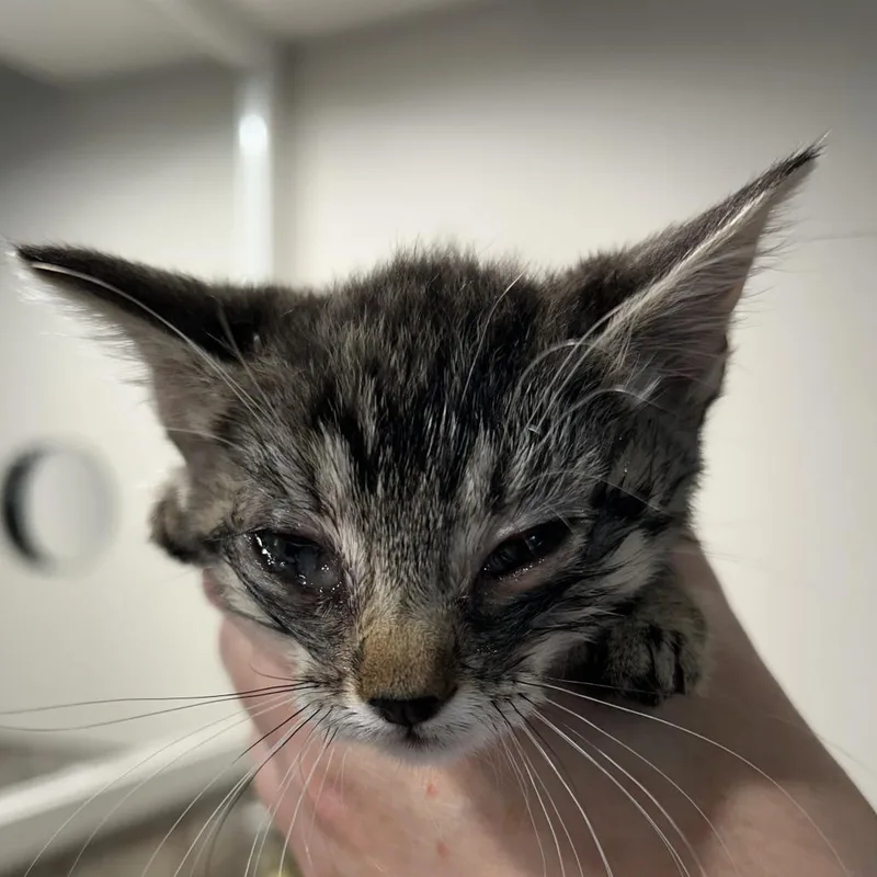 A baby small-sized female Black Domestic Short Hair cat named Jora for adoption in Klamath Falls, OR