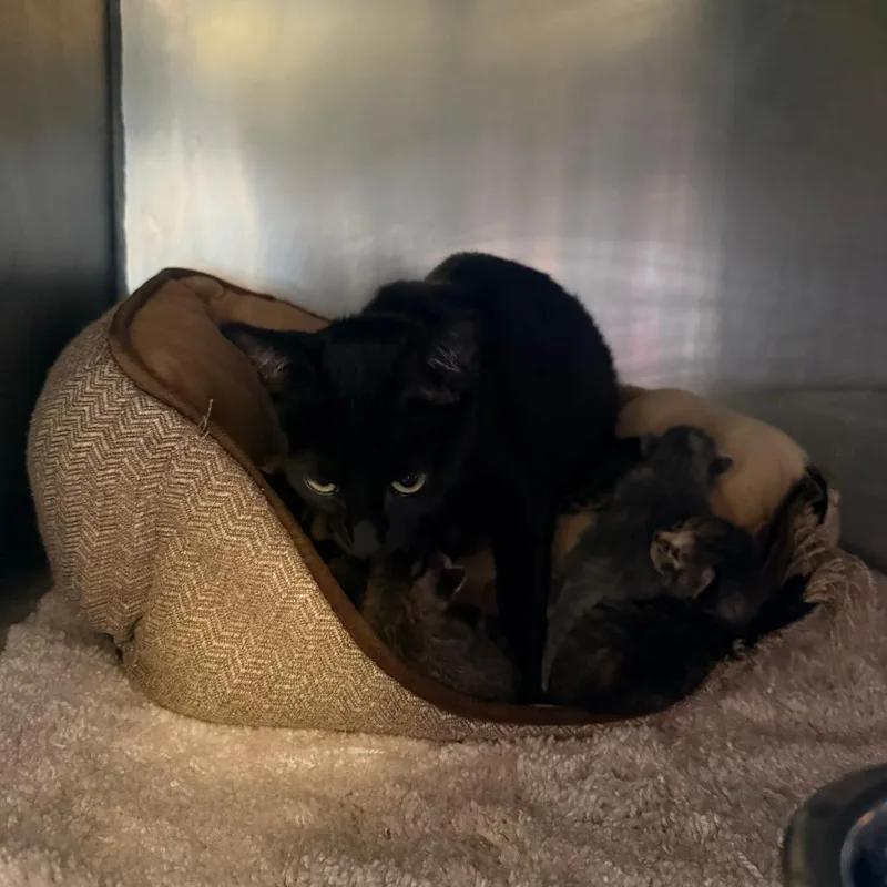 An adult small-sized female Black Domestic Short Hair cat named Lulu for adoption in Corinth, MS