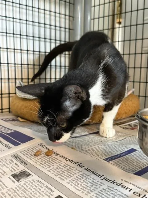 An adult medium-sized female Black & White / Tuxedo Domestic Short Hair cat named Paris for adoption in Millerstown, PA