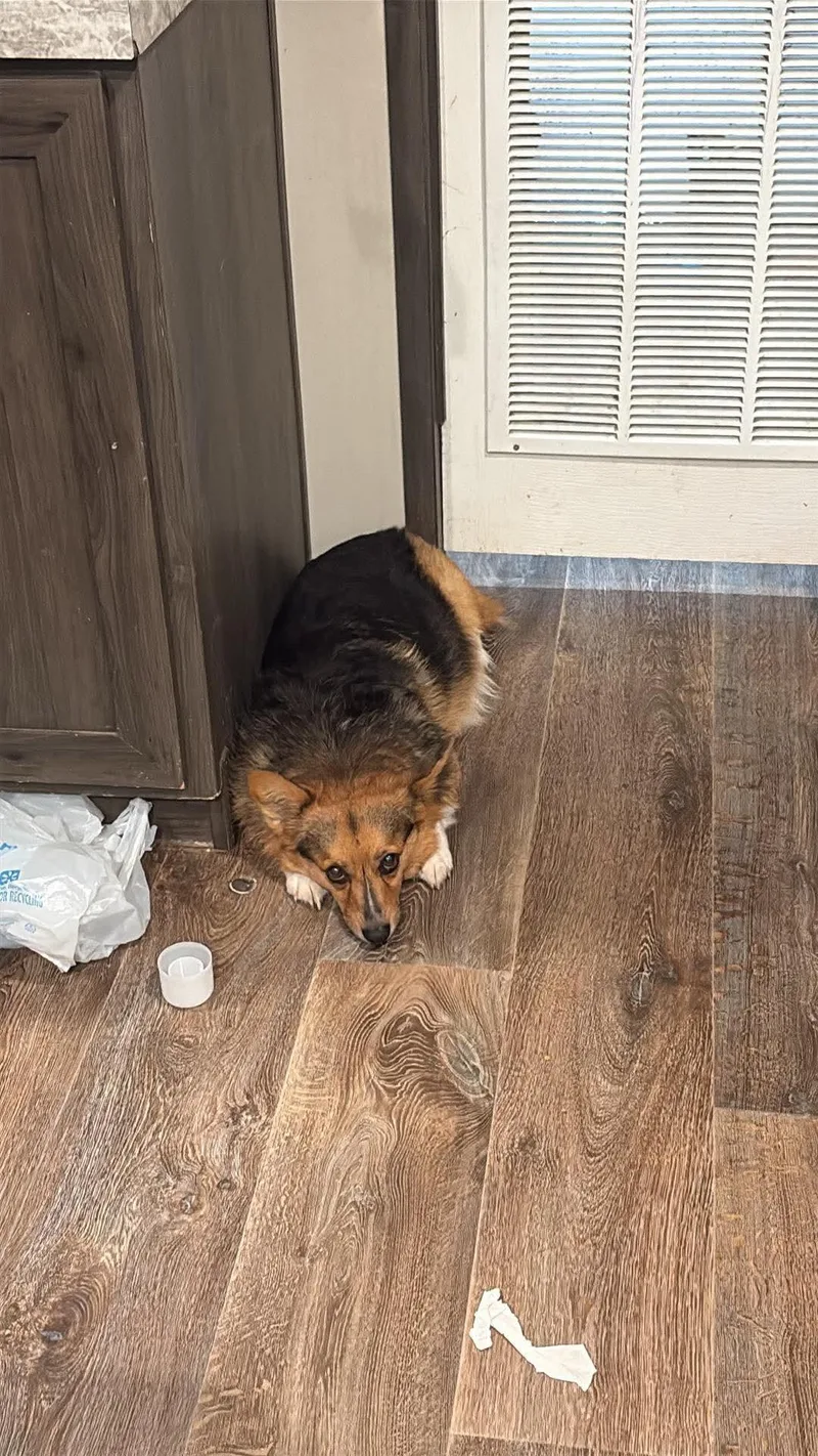 An adult medium-sized female Pembroke Welsh Corgi dog named Denali for adoption in Arlington, TX