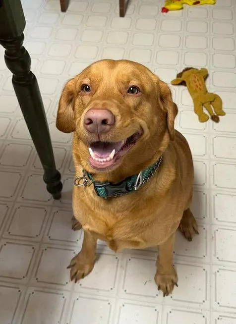 An adult large-sized male Labrador Retriever dog named Trucker for adoption in Troy, VA