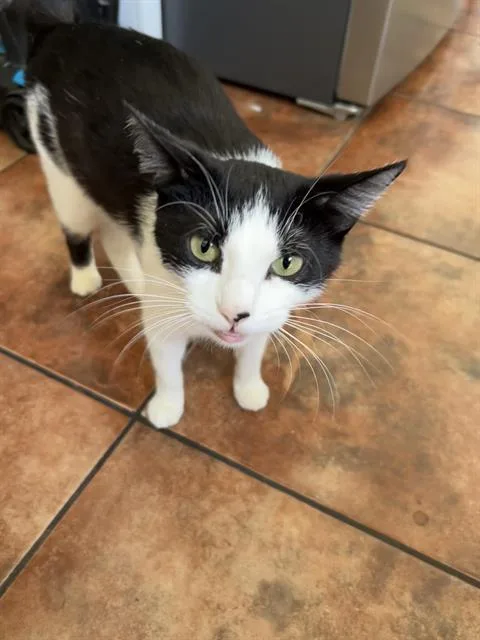 An adult small-sized female Domestic Short Hair cat named Paola for adoption in Camarillo, CA