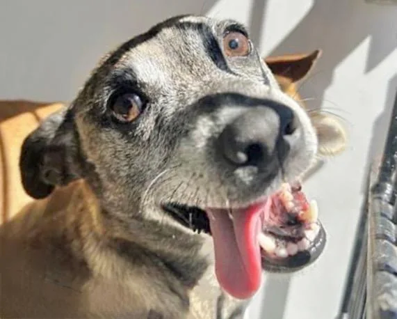 An adult small-sized female Chihuahua dog named A for adoption in Houston, TX