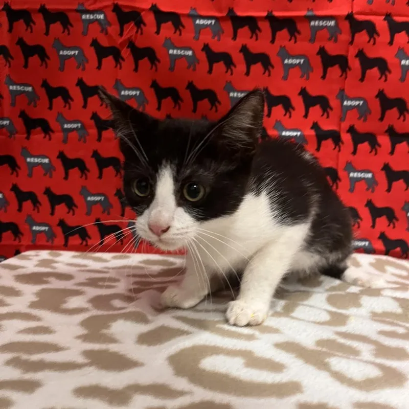 A baby small-sized male Black Domestic Short Hair cat named Topper for adoption in Washburn, MO