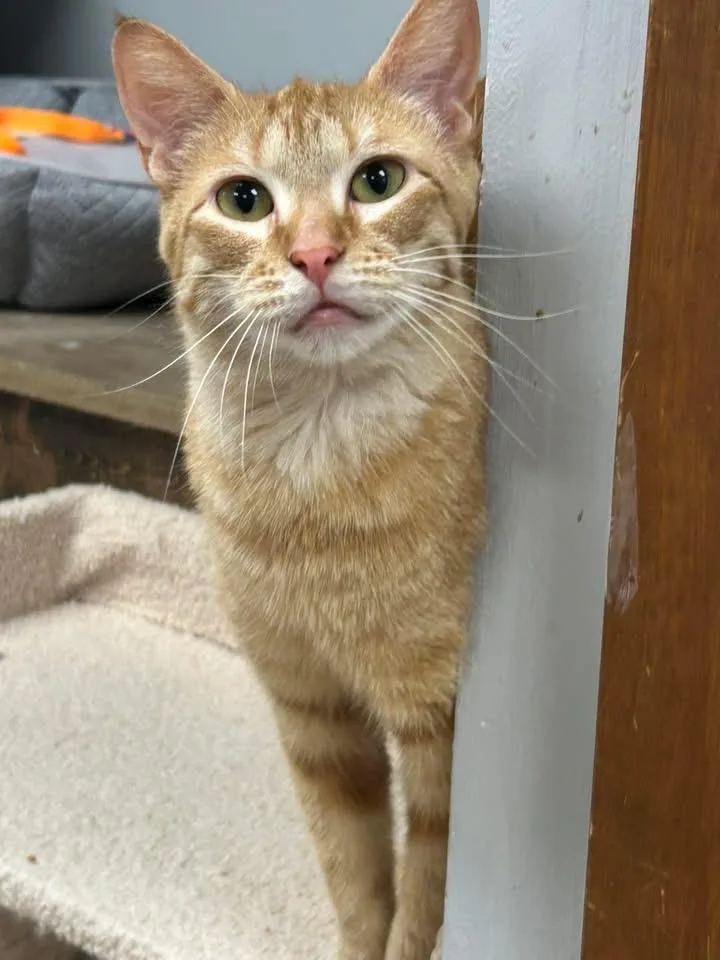 An adult medium-sized female Tabby (Orange / Red) Domestic Short Hair cat named Evie for adoption in Momence, IL