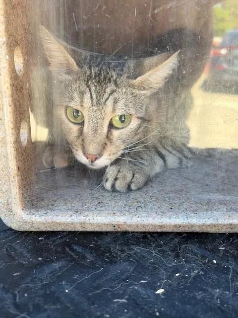 A young large-sized female Domestic Short Hair cat named Base Line for adoption in Rancho Cucamonga, CA