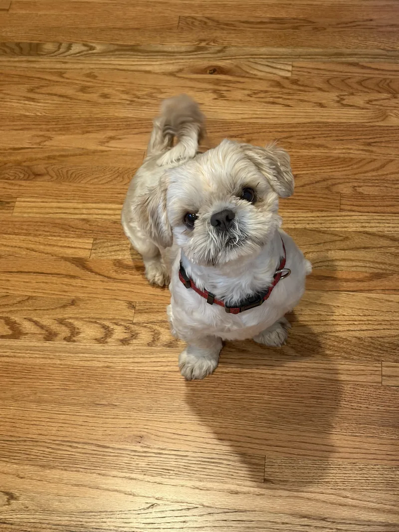 A young small-sized male Shih Tzu dog named Bugsy for adoption in Windsor, CO