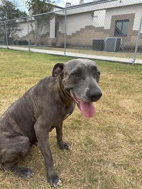 An adult large-sized female Pit Bull Terrier dog named Penelope for adoption in Corpus Christi, TX