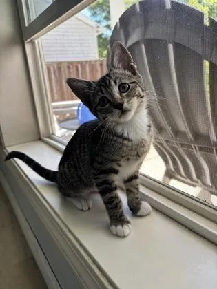 Nova