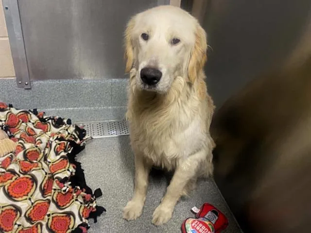 An adult large-sized male Golden Retriever dog named Alfie for adoption in Tustin, CA