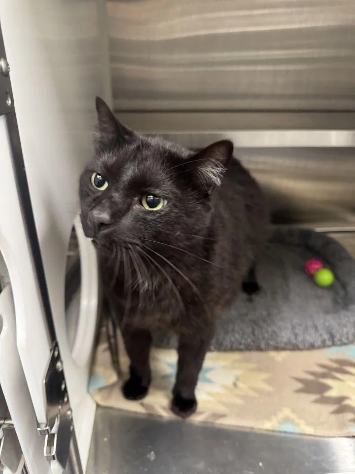 An adult small-sized male Black Domestic Short Hair cat named Bullard for adoption in Hilton Head Island, SC
