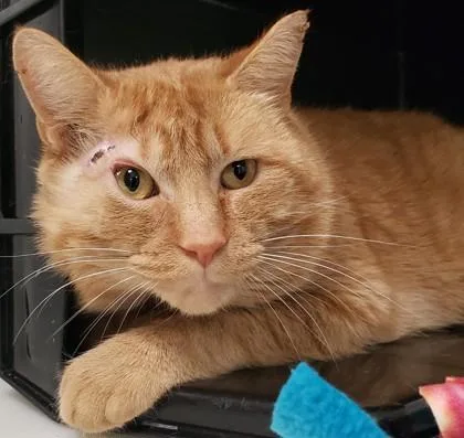 Schnoogs thumbnail 2