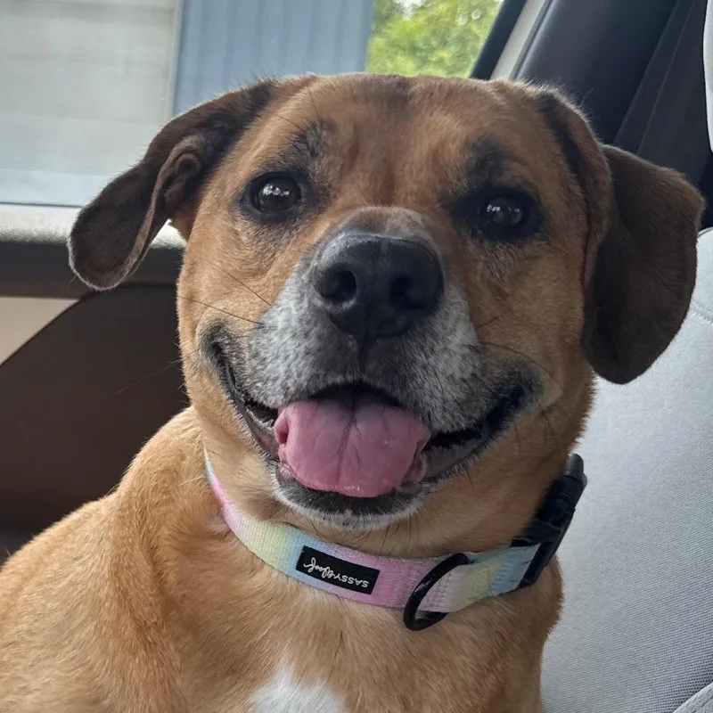 An adult large-sized female Yellow / Tan / Blond / Fawn Collie dog named Ellie for adoption in Newark, NJ
