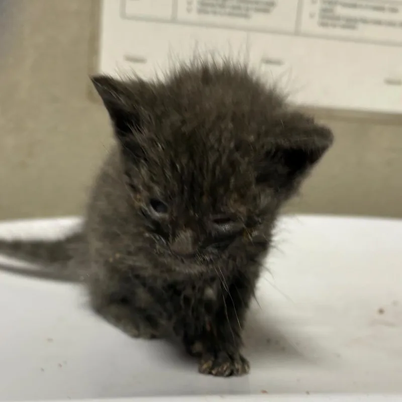 A baby small-sized female Gray / Blue / Silver Domestic Short Hair cat named Neva for adoption in Kanab, UT