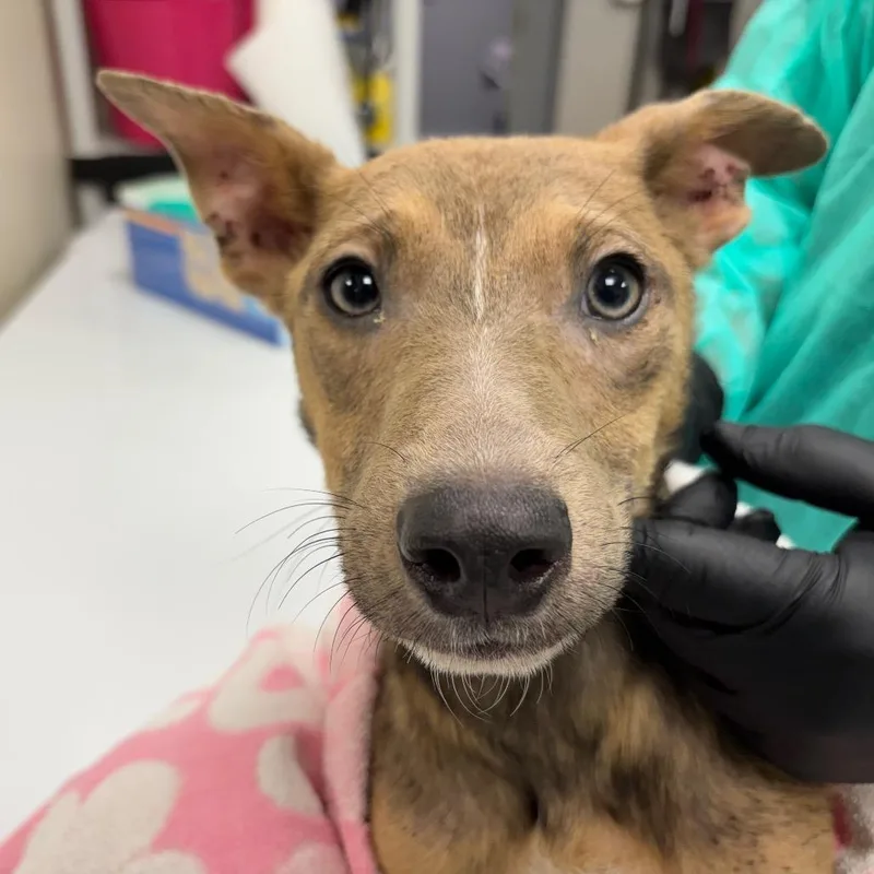 A young medium-sized male Yellow / Tan / Blond / Fawn Shepherd dog named Kelo for adoption in Galax, VA