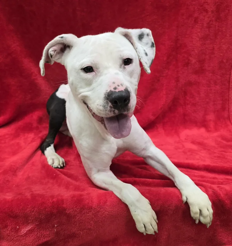 An adult medium-sized male Pit Bull Terrier dog named Jack for adoption in Frankfort, IN