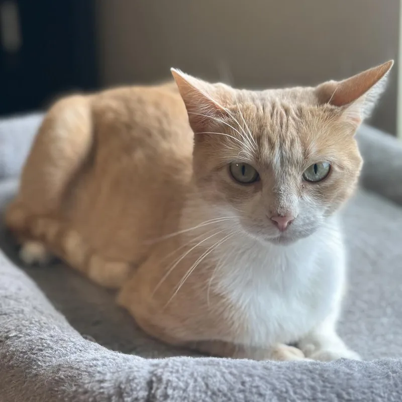 A young medium-sized female Orange / Red Domestic Medium Hair cat named Peaches for adoption in San Saba, TX
