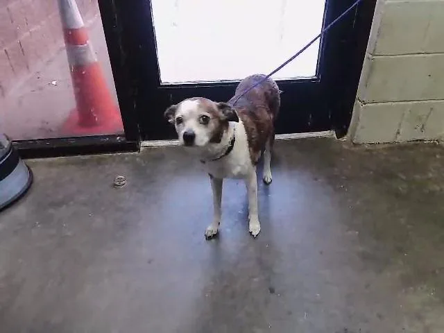 A senior small-sized male Whippet dog named Max for adoption in Tulsa, OK