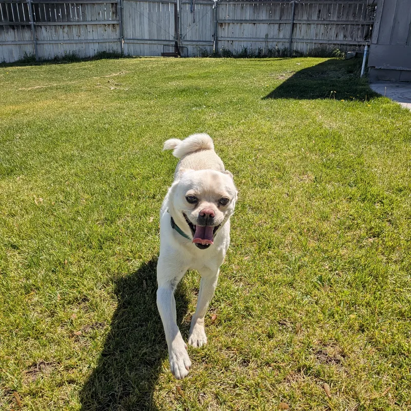 Milo
