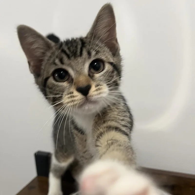 A baby small-sized male Brown / Chocolate Domestic Short Hair cat named Cheese for adoption in Middle Village, NY
