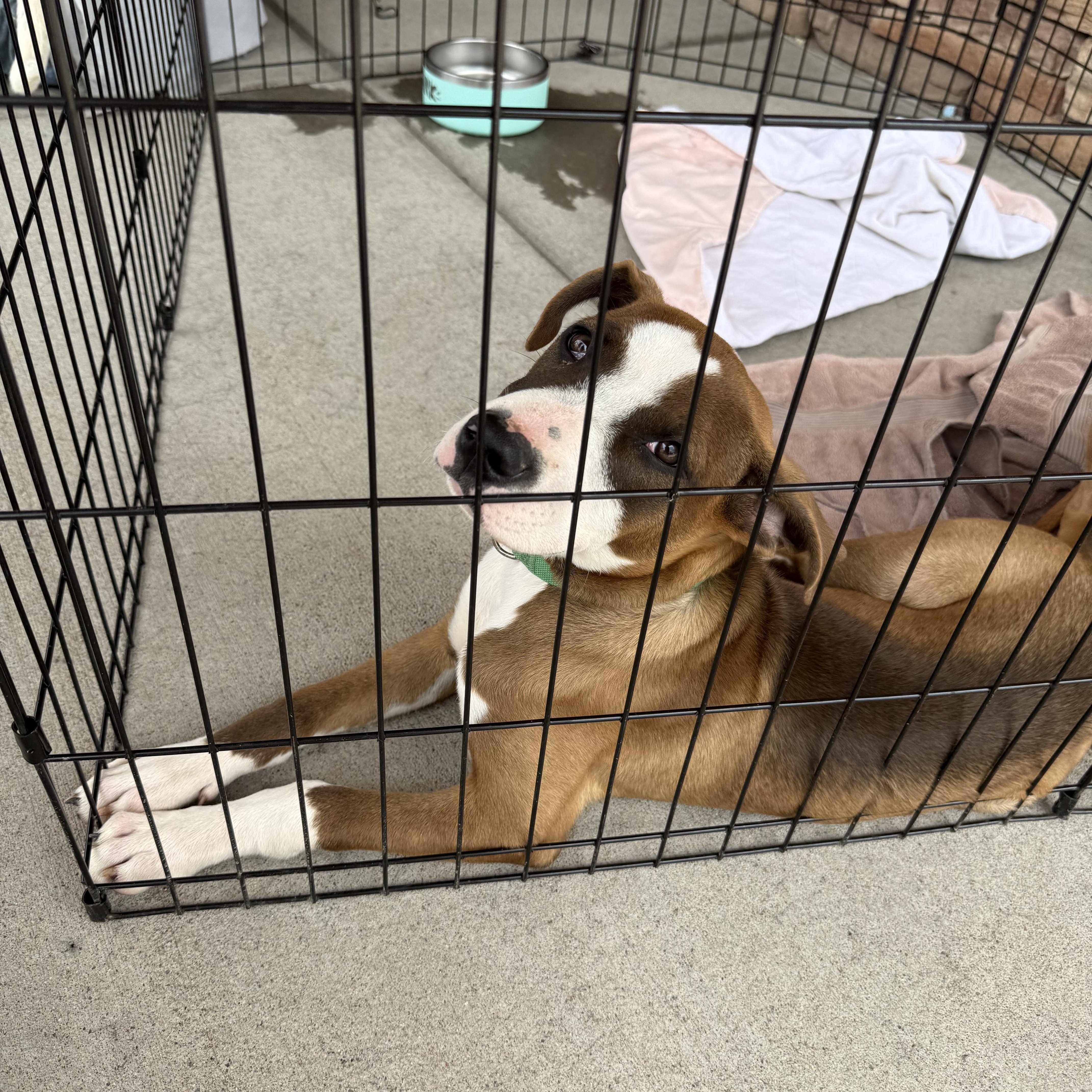 A young medium-sized female Bull Terrier dog named Twinky for adoption in Littleton, CO