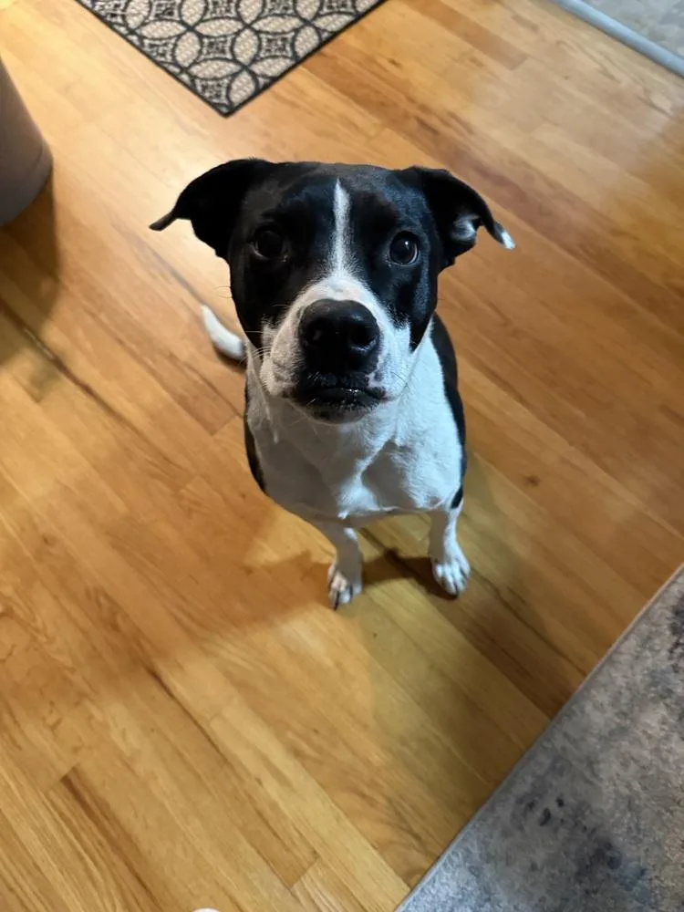 An adult medium-sized male Tricolor (Brown, Black, & White) Mixed Breed dog named Huey for adoption in Parker, CO