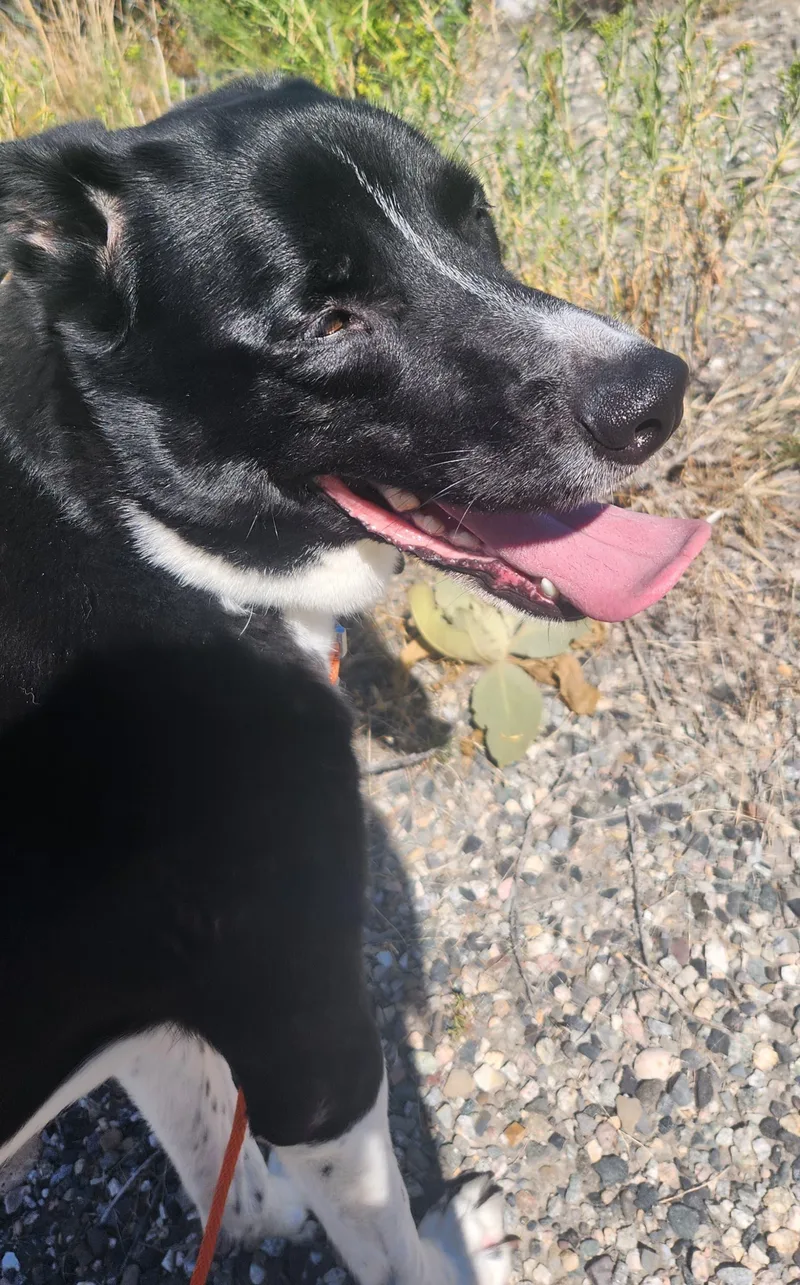 Cooper