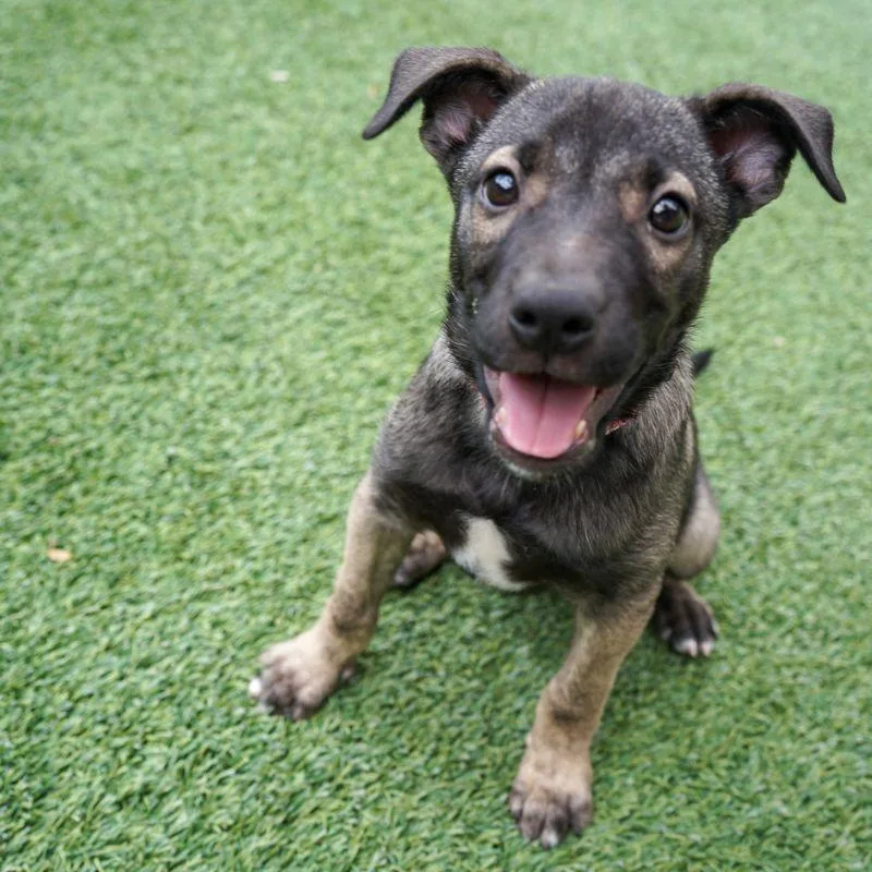 A baby medium-sized female Mixed Breed dog named Nerd Cluster for adoption in Jackson, WY