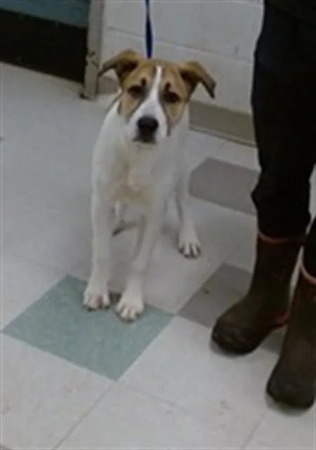 A young medium-sized male Anatolian Shepherd dog named Zach for adoption in Oklahoma City, OK