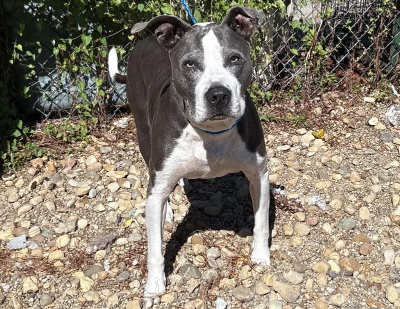 A senior medium-sized female Gray / Blue / Silver Pit Bull Terrier dog named Grace for adoption in Columbus, IN