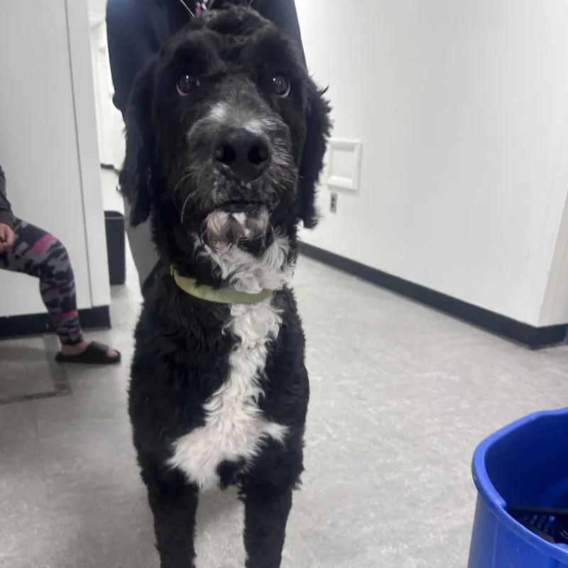 An adult large-sized male Black Mixed Breed dog named Dawson for adoption in Philadelphia, PA