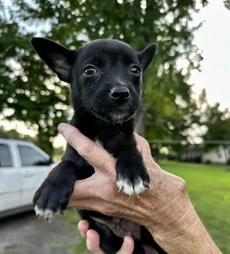 Baby Willie