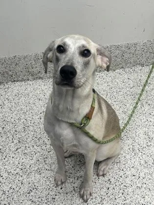 A young medium-sized female Mixed Breed dog named Nellie for adoption in Atlanta, GA
