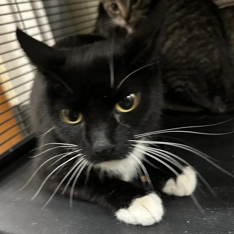 An adult medium-sized female Black Domestic Short Hair cat named Lily for adoption in Point Richmond, CA